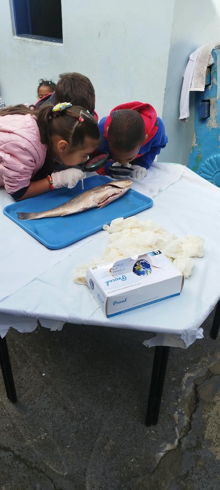 Projeto Fundo do Mar - Pré II B - Observação e exploração das características do peixe